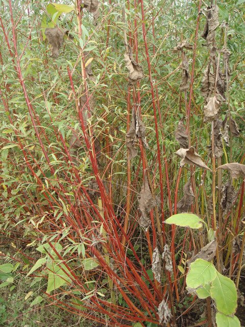 Salix x erythroflexuosa